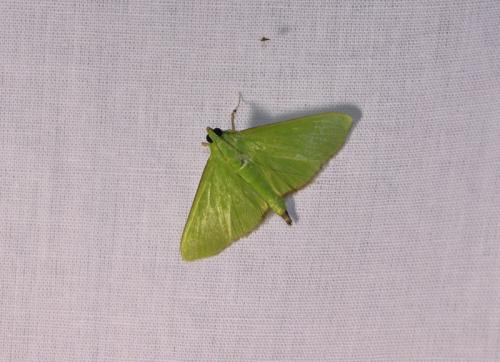 Parotis sp.